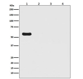 Western blot testing of 1) 293T cells transfected with firefly luciferase, 2) human HeLa, 3) mouse NIH3T3 and 4) rat C6 lysate with Firefly Luciferase antibody. Predicted molecular weight ~60 kDa.