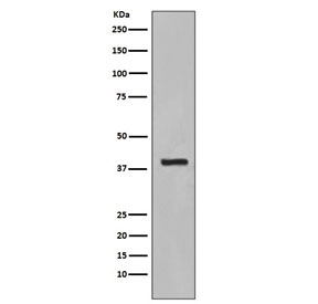 Western blot testing of human HepG2 cell lysate with Cytokeratin 19 antibody. Expected molecular weight: 40-43 kDa.