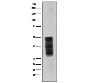 Western blot testing of human A375 cell lysate with CD63 antibody. Expected molecular weight: 25-60 kDa depending on glycosylation level.