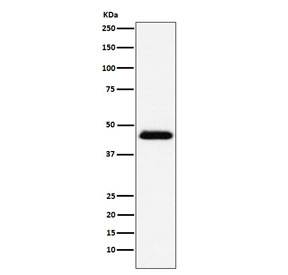 Western blot testing of human Raji cell lysate with CD48 antibody. Predicted molecular weight: 28-50 kDa depending on glycosylation level.