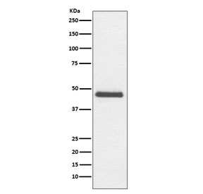 Western blot testing of rat C6 cell lysate with CNPase antibody. Predicted molecular weight ~47 kDa.