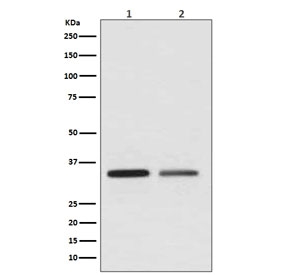 Western blot testing of 1) human HeLa and 2) human SK-BR-3 cell lysate with WNT2 antibody. Predicted molecular weight ~40 kDa.