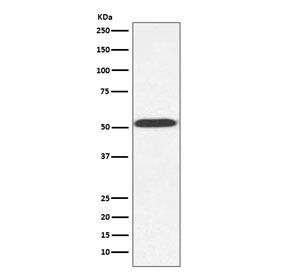 Western blot testing of Saccharomyces cerevisiae lysate with Alpha Tubulin antibody. Predicted molecular weight ~50 kDa.