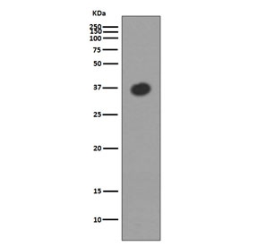 Western blot testing of E. coli lysate with Maltose Binding Protein antibody. Predicted molecular weight ~43 kDa.