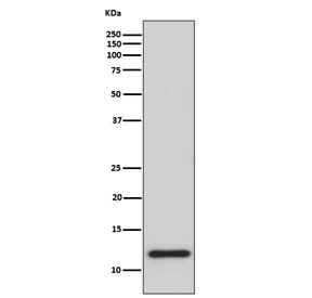 Western blot testing of human HeLa cell lysate with TRX antibody. Predicted molecular weight ~12 kDa.