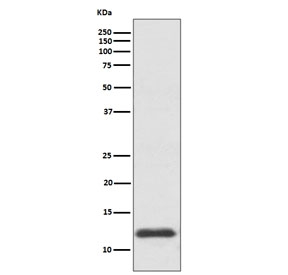 Western blot testing of human HepG2 cell lysate with Thioredoxin antibody. Predicted molecular weight ~12 kDa.