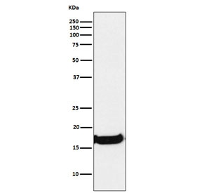 Western blot testing of human A549 cell lysate with Uteroglobin antibody. Expected molecular weight: 10-16 kDa.