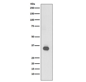 Western blot testing of human Raji cell lysate with CD20 antibody. Predicted molecular weight ~33 kDa.
