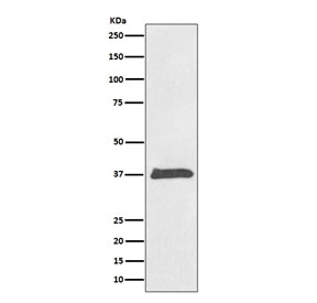 Western blot testing of human HeLa cell lysate with BMP2 antibody. Expected molecular weight: 13-14 kDa per monomer.