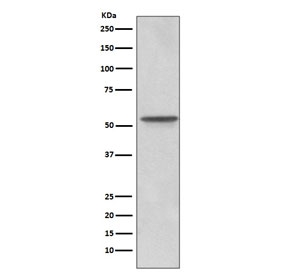 Western blot testing of human U-87 MG cell lysate with Src antibody. Predicted molecular weight: 55-60 kDa.