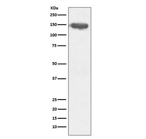 Western blot testing of human ThP1 cell lysate with CD13 antibody. Expected molecular weight: 110-150 kDa depending on glycosylation level.