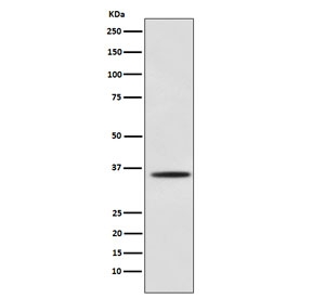 Western blot testing of mouse C2C12 cell lysate with MYOG antibody. Predicted molecular weight ~25 kDa, routinely observed at ~34 kDa.