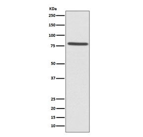 Western blot testing of human HeLa cell lysate with Ezrin antibody. Expected molecular weight: 70-80 kDa.