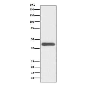 Western blot testing of human K562 cell lysate with GATA1 antibody. Predicted molecular weight ~43 kDa.