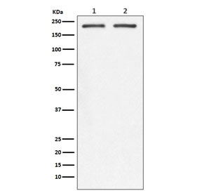 Western blot testing of 1) human SW480 and 2) mouse spleen lysate with CD104 antibody. Predicted molecular weight ~200 kDa.