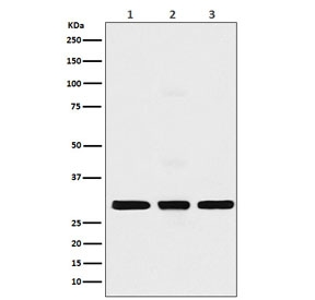 Western blot testing of 1) human MCF7, 2) mouse NIH3T3 and 3) rat C6 cell lysate with Histone H1.2 antibody. Expected molecular weight ~21 kDa (unmodified), ~30 kDa (modified).