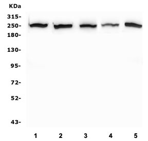 Western blot testing of human 1) K562, 2) Caco-2, 3) SW620, 4) A549 and 5) HepG2 lysate. Expected molecular weight: 175-220 kDa depending on post-translational modification.