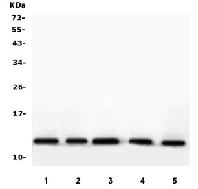 Western blot testing of human 1) HeLa, 2) K562, 3) ThP-1, 4) U-2 OS and 5) U-87 MG cell lysate with Thioredoxin 2 antibody. Predicted molecular weight ~13 kDa.