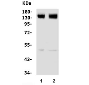 Western blot testing of 1) rat brain and 2) mouse brain lysate with GRM5 antibody. Expected molecular weight: routinely observed at 125-150 kDa (monomer) and 250+ kDa (dimer).