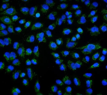 Immunofluorescent staining of FFPE human A549 cells with DLL1 antibody (green) and DAPI nuclear stain (blue). HIER: steam section in pH6 citrate buffer for 20 min.