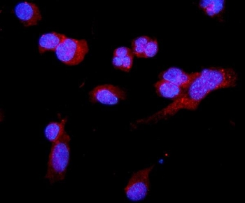 Immunofluorescent staining of FFPE mouse HEPA1-6 cells with C5a receptor antibody (red) and DAPI nuclear stain (blue). HIER: steam section in pH6 citrate buffer for 20 min.