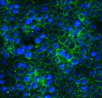 Immunofluorescent staining of FFPE human MCF7 cells with CLDN3 antibody (green) and DAPI nuclear stain (blue). HIER: steam section in pH6 citrate buffer for 20 min.