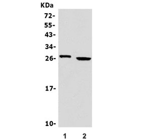 Western blot testing of human 1) Jurkat and 2) Raji cell lysate with GZMA antibody. Predicted molecular weight ~29 kDa.