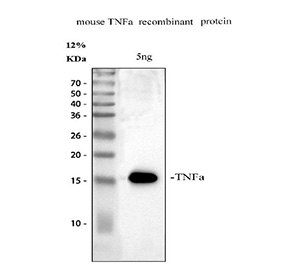 Western blot testing of recombinant mouse Tnf alpha partial protein with Tnf alpha antibody.