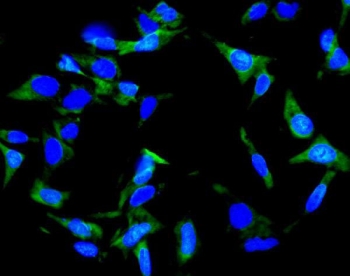 Immunofluorescent staining of FFPE human U-2 OS cells with Inhibin alpha antibody (green) and DAPI nuclear stain (blue). HIER: steam section in pH6 citrate buffer for 20 min.