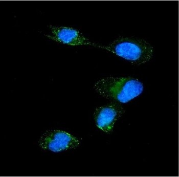 Immunofluorescent staining of FFPE human U-2 OS cells with KPNA1 antibody (green) and DAPI nuclear stain (blue). HIER: steam section in pH6 citrate buffer for 20 min.