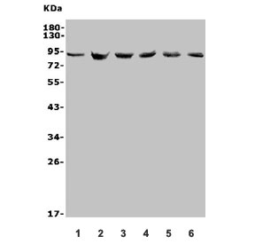 Western blot testing of 1) human U-87 MG, 2) rat PC-12, 3) rat RH35, 4) mouse HEPA1-6, 5) mouse NIH 3T3 and 6) mouse ANA-1 lysate with MDM2 antibody. Predicted molecular weight: ~55 kDa but can be observed at up to ~90 kDa.