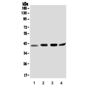 Western blot testing of human 1) A375, 2) Jurkat, 3) HepG2 and 4) K562 lysate with ORAI2 antibody. Predicted molecular weight: 28 kDa but may be observed higher due to glycosylation.