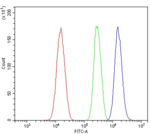 Flow cytometry testing of human SiHa cells with HIF2 alpha antibody at 1ug/million cells (blocked with goat sera); Red=cells alone, Green=isotype control, Blue= HIF2 alpha antibody.