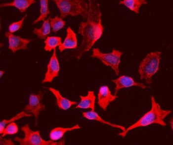 Immunofluorescent staining of FFPE human HeLa cells with PEPC antibody (red) and DAPI nuclear stain (blue). HIER: steam section in pH6 citrate buffer for 20 min.
