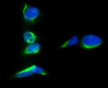 Immunofluorescent staining of FFPE human A549 cells with Prominin 1 antibody (green) and DAPI nuclear stain (blue). HIER: steam section in pH6 citrate buffer for 20 min.