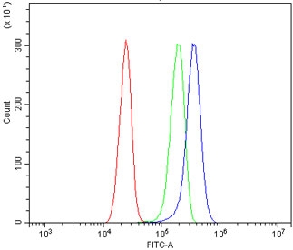 Flow cytometry testing of human U-87 MG cells with WNT5B antibody at 1ug/million cells (blocked with goat sera); Red=cells alone, Green=isotype control, Blue= WNT5B antibody.