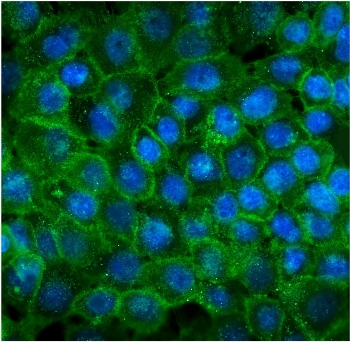 Immunofluorescent staining of FFPE human A431 cells with CDH3 antibody (green) and DAPI nuclear stain (blue). HIER: steam section in pH6 citrate buffer for 20 min.