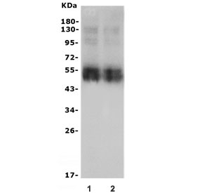 Western blot testing of rat liver lysate (lane 1-2) with NTCP1 antibody. Expected molecular weight: 38-45 kDa.