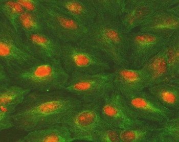 Immunofluorescent staining of FFPE human A549 cells with ALKBH5 antibody (orange) and Alpha Tubulin mAb (green). HIER: steam section in pH6 citrate buffer for 20 min.