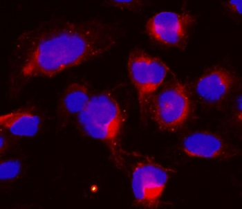 Immunofluorescent staining of FFPE human U-2 OS cells with CCNB1 antibody (red) and DAPI nuclear stain (blue). HIER: steam section in pH6 citrate buffer for 20 min.