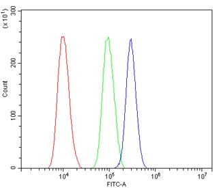 Flow cytometry testing of human SiHa cells with CHD2 antibody at 1ug/million cells (blocked with goat sera); Red=cells alone, Green=isotype control, Blue= CHD2 antibody.