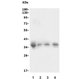 Western blot testing of 1) human HEK293, 2) rat thymus, 3) rat spleen and 4) mouse spleen lysate with XRCC2 antibody. Expected molecular weight: 32-36 kDa.
