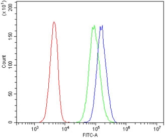 Flow cytometry testing of human 293T cells with ZAP70 antibody at 1ug/million cells (blocked with goat sera); Red=cells alone, Green=isotype control, Blue= ZAP70 antibody.