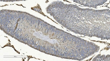 IHC staining of FFPE rat testis with Cox8a antibody. HIER: boil tissue sections in pH8 EDTA for 20 min and allow to cool before testing.