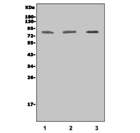 Western blot testing of human 1) HL60, 2) U-87 MG and 3) A549 cell lysate with IKKI antibody. Predicted molecular weight: 71-80 kDa.