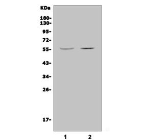Western blot testing of human 1) HEK293 and 2) K562 cell lysate with JRK antibody. Predicted molecular weight ~65 kDa.