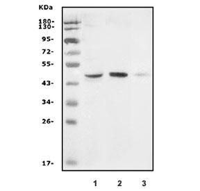 Western blot testing of 1) human Caco-2, 2) rat skeletal muscle and 3) mouse skeletal muscle with GDF8 antibody. Predicted molecular weight ~42 kDa.