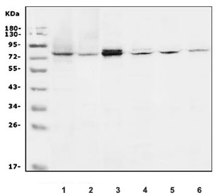 Western blot testing of 1) human HepG2, 2) human A431, 3) rat RH35, 4) rat C6, 5) mouse lung and 6) mouse NIH 3T3 lysate with SCEL antibody. Predicted molecular weight ~77 kDa.
