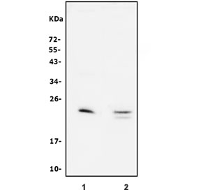 Western blot testing of 1) rat lung and 2) mouse lung lysate. Predicted molecular weight ~21 kDa.