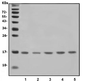 Western blot testing of human 1) K562, 2) HeLa, 3) HL60, 4) HEK293 and 5) A549 cell lysate with IFITM1 antibody. Predicted molecular weight ~17 kDa.